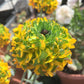 Cloni Pon Pon 'Merlino' Ranunculus  Corms Bulbs Growing Bonsai Roots Rhizomes Tubers Potted Planting Reblooming Fragrant Garden Species Blooms Flower Seeds Plant Gardening
