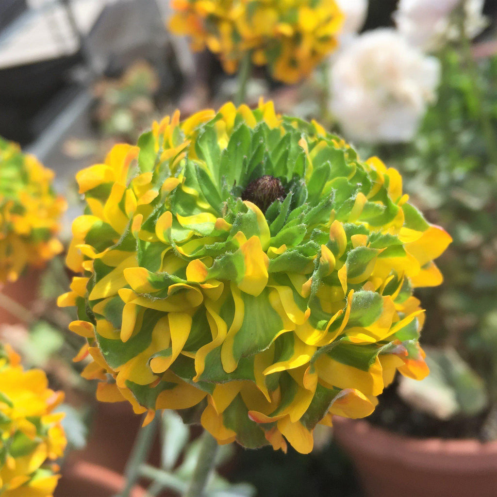 Cloni Pon Pon 'Merlino' Ranunculus  Corms Bulbs Growing Bonsai Roots Rhizomes Tubers Potted Planting Reblooming Fragrant Garden Species Blooms Flower Seeds Plant Gardening