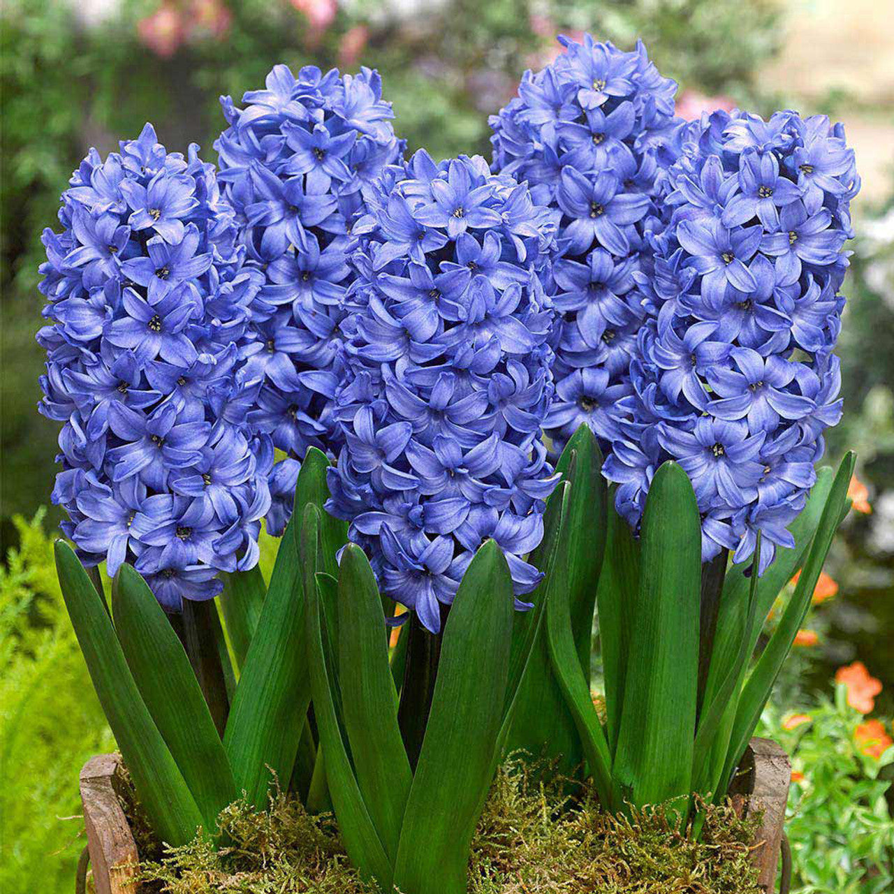 Prepared Hyacinth Collection Bulbs Blooms Species Growing Bonsai Roots Rhizomes Corms Tubers Potted Planting Reblooming Fragrant Garden Flower Seeds Plant Gardening