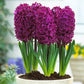 Prepared Hyacinth Collection Bulbs Blooms Species Growing Bonsai Roots Rhizomes Corms Tubers Potted Planting Reblooming Fragrant Garden Flower Seeds Plant Gardening