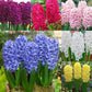 Prepared Hyacinth Collection Bulbs Blooms Species Growing Bonsai Roots Rhizomes Corms Tubers Potted Planting Reblooming Fragrant Garden Flower Seeds Plant Gardening