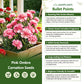 Pink Ombre Carnation Seeds