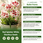 Red Splatter White Dianthus Seeds
