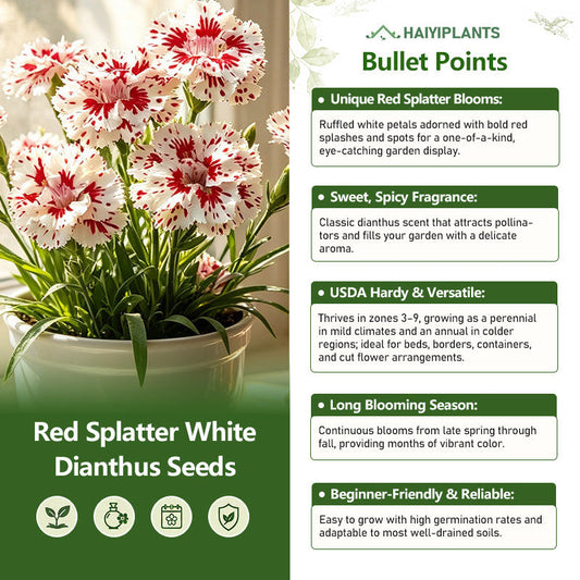 Red Splatter White Dianthus Seeds