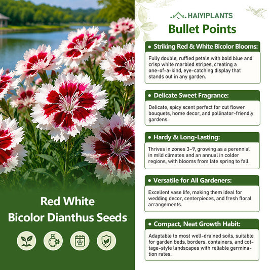 Red White Bicolor Dianthus Seeds