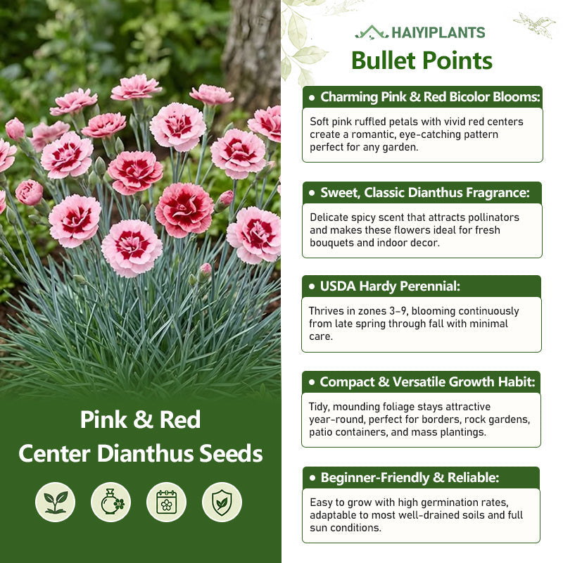 Pink & Red Center Dianthus Seeds