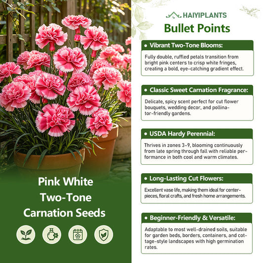 Pink White Two-Tone Carnation Seeds