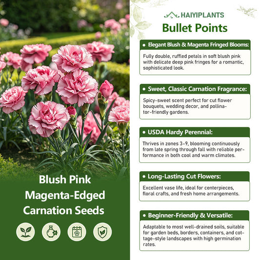 Blush Pink Magenta-Edged Carnation Seeds