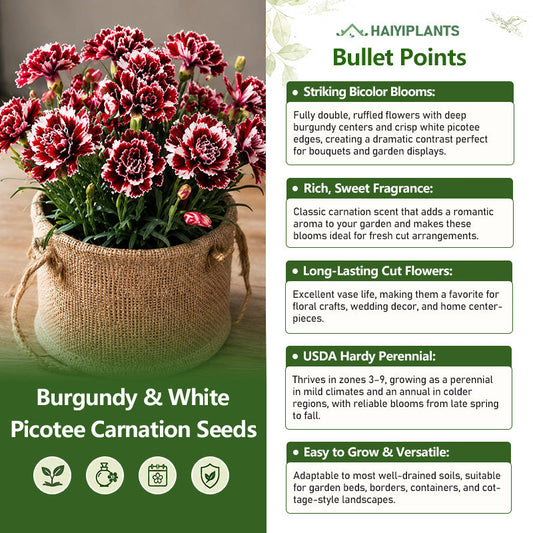 Burgundy & White Picotee Carnation Seeds