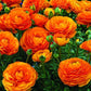 Ranunculus  Mix Corms Bulbs Growing Bonsai Roots Rhizomes Tubers Potted Planting Reblooming Fragrant Garden Species Blooms Flower Seeds Plant Gardening