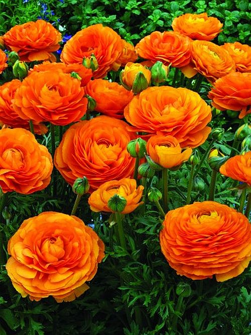 Ranunculus  Mix Corms Bulbs Growing Bonsai Roots Rhizomes Tubers Potted Planting Reblooming Fragrant Garden Species Blooms Flower Seeds Plant Gardening