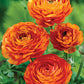 Ranunculus Orange Corms Bulbs Growing Bonsai Roots Rhizomes Tubers Potted Planting Reblooming Fragrant Garden Species Blooms Flower Seeds Plant Gardening