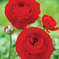 Red Ranunculus Corms Bulbs Persian Buttercup Growing Bonsai Roots Rhizomes Tubers Potted Planting Reblooming Fragrant Garden Species Blooms Flower Seeds Plant Gardening