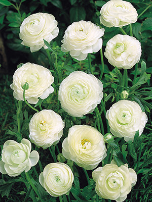Ranunculus White Corms Bulbs Growing Bonsai Roots Rhizomes Tubers Potted Planting Reblooming Fragrant Garden Species Blooms Flower Seeds Plant Gardening