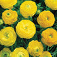 Yellow Ranunculus Corms Bulbs Persian Buttercup Growing Bonsai Roots Rhizomes Tubers Potted Planting Reblooming Fragrant Garden Species Blooms Flower Seeds Plant Gardening