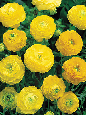 Yellow Ranunculus Corms Bulbs Persian Buttercup Growing Bonsai Roots Rhizomes Tubers Potted Planting Reblooming Fragrant Garden Species Blooms Flower Seeds Plant Gardening