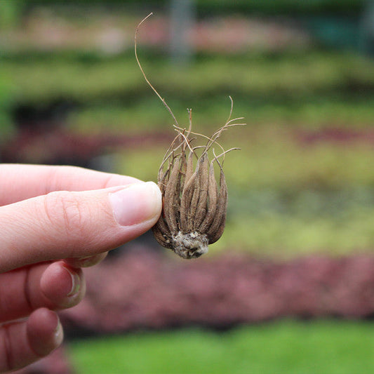 Asiaticus Mixed Ranunculus Corms Bulbs Persian Buttercup Growing Bonsai Roots Rhizomes Tubers Potted Planting Reblooming Fragrant Garden Species Blooms Flower Seeds Plant Gardening