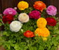 Blooming Dale II Mix Flower Seeds Ranunculus Corms Bulbs Persian Buttercup Growing Bonsai Roots Rhizomes Tubers Potted Planting Reblooming Fragrant Garden Species Blooms Flower Seeds Plant Gardening
