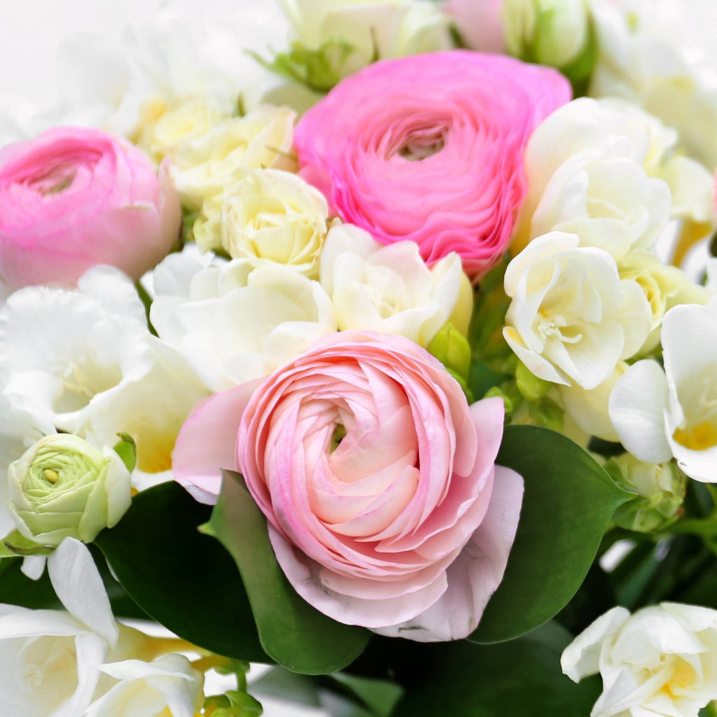 Ranunculus Bulbs Freesias Corms Growing Bonsai Roots Rhizomes Tubers Potted Planting Reblooming Fragrant Garden Species Blooms Flower Seeds Plant Gardening