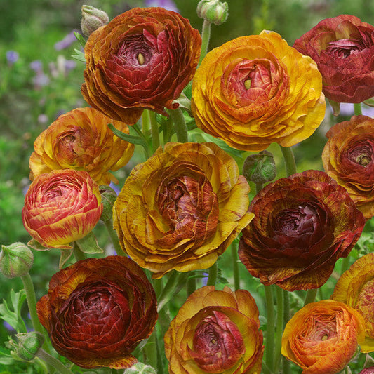 Asiaticus Picotee Cafe au Lait Ranunculus Bulbs  Corms Growing Bonsai Roots Rhizomes Tubers Potted Planting Reblooming Fragrant Garden Species Blooms Flower Seeds Plant Gardening
