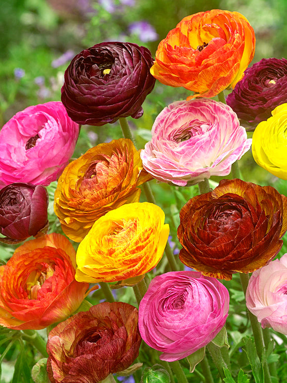 Ranunculus Mix Corms Bulbs Growing Bonsai Roots Rhizomes Tubers Potted Planting Reblooming Fragrant Garden Species Blooms Flower Seeds Plant Gardening