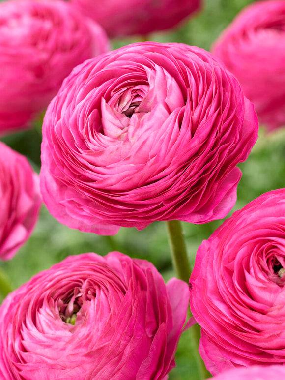 Ranunculus Pink Corms Bulbs Growing Bonsai Roots Rhizomes Tubers Potted Planting Reblooming Fragrant Garden Species Blooms Flower Seeds Plant Gardening