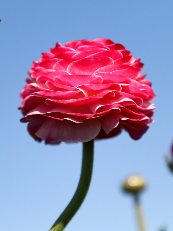 Ranunculus Pink Corms Bulbs Growing Bonsai Roots Rhizomes Tubers Potted Planting Reblooming Fragrant Garden Species Blooms Flower Seeds Plant Gardening