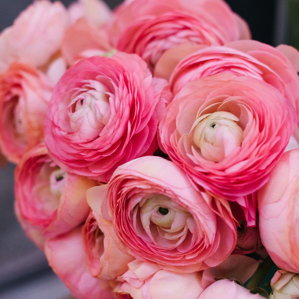 Ranunculus Pink  Corms Bulbs Growing Bonsai Roots Rhizomes Tubers Potted Planting Reblooming Fragrant Garden Species Blooms Flower Seeds Plant Gardening