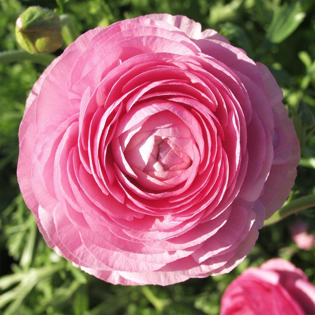 Ranunculus Pink  Corms Bulbs Growing Bonsai Roots Rhizomes Tubers Potted Planting Reblooming Fragrant Garden Species Blooms Flower Seeds Plant Gardening