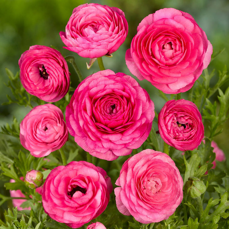 Ranunculus Pink Corms Bulbs Growing Bonsai Roots Rhizomes Tubers Potted Planting Reblooming Fragrant Garden Species Blooms Flower Seeds Plant Gardening