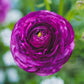 Royalty Collection Ranunculus Corms Bulbs Persian Buttercup Growing Bonsai Roots Rhizomes Tubers Potted Planting Reblooming Fragrant Garden Species Blooms Flower Seeds Plant Gardening