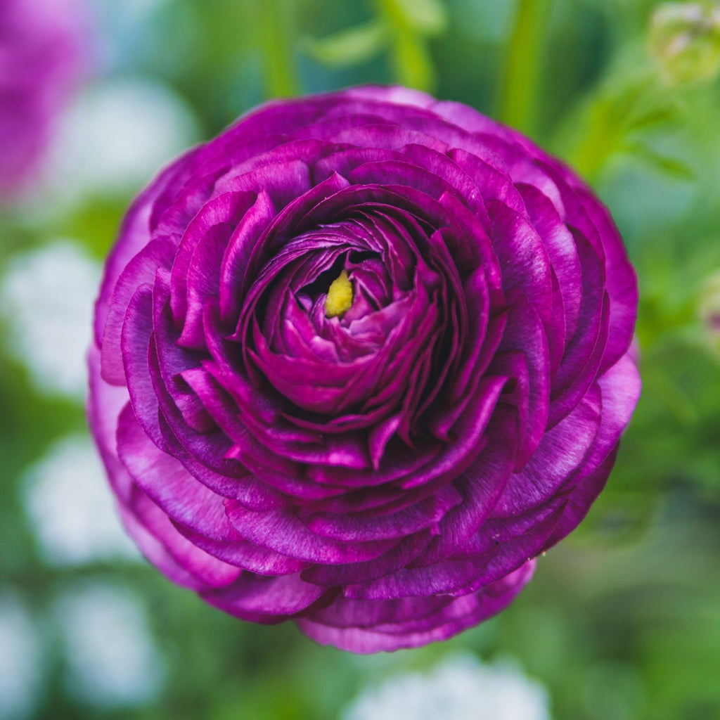 Royalty Collection Ranunculus Corms Bulbs Persian Buttercup Growing Bonsai Roots Rhizomes Tubers Potted Planting Reblooming Fragrant Garden Species Blooms Flower Seeds Plant Gardening