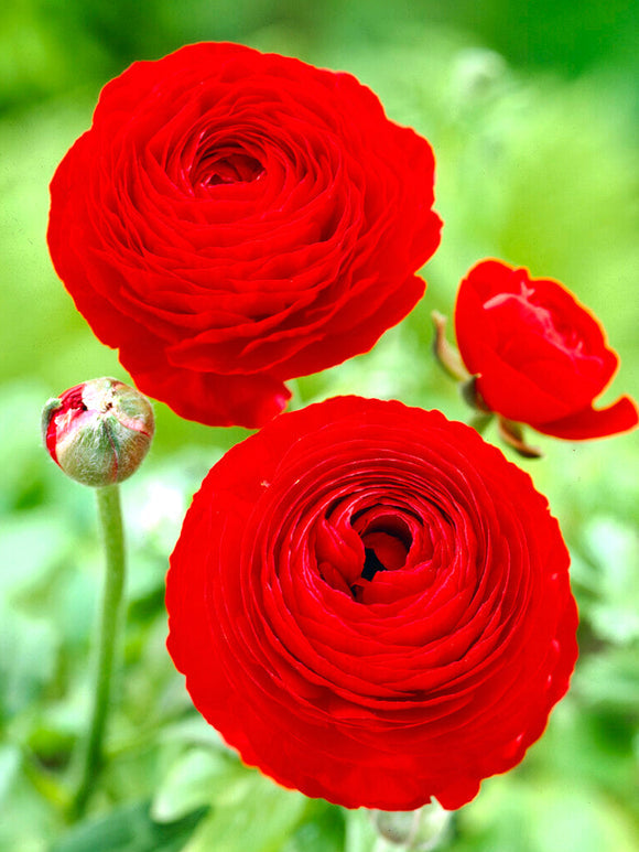 Red Ranunculus Corms Bulbs Persian Buttercup Growing Bonsai Roots Rhizomes Tubers Potted Planting Reblooming Fragrant Garden Species Blooms Flower Seeds Plant Gardening
