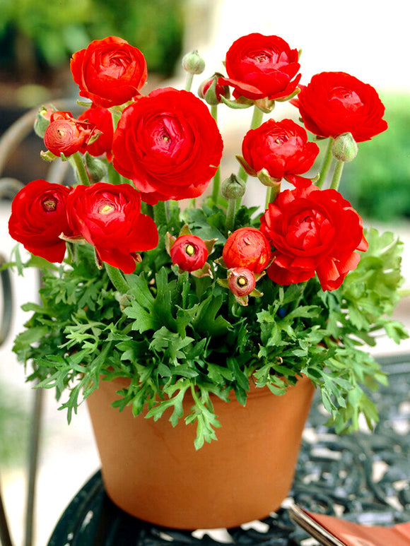 Red Ranunculus Corms Bulbs Persian Buttercup Growing Bonsai Roots Rhizomes Tubers Potted Planting Reblooming Fragrant Garden Species Blooms Flower Seeds Plant Gardening