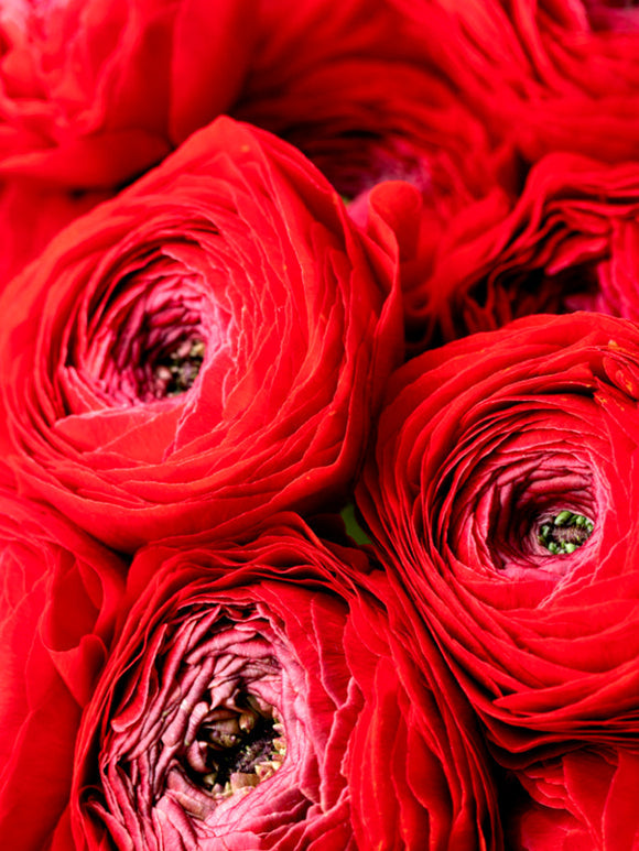 Red Ranunculus Corms Bulbs Persian Buttercup Growing Bonsai Roots Rhizomes Tubers Potted Planting Reblooming Fragrant Garden Species Blooms Flower Seeds Plant Gardening