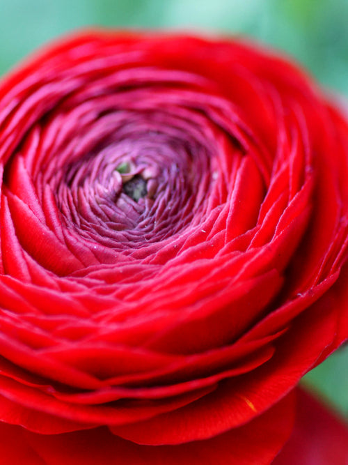 Ranunculus Bulbs Red Corms Growing Bonsai Roots Rhizomes Tubers Potted Planting Reblooming Fragrant Garden Species Blooms Flower Seeds Plant Gardening