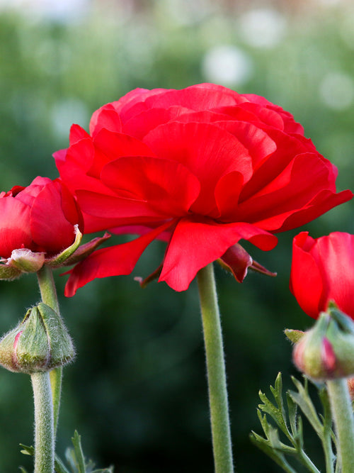 Ranunculus Bulbs Red Corms Growing Bonsai Roots Rhizomes Tubers Potted Planting Reblooming Fragrant Garden Species Blooms Flower Seeds Plant Gardening