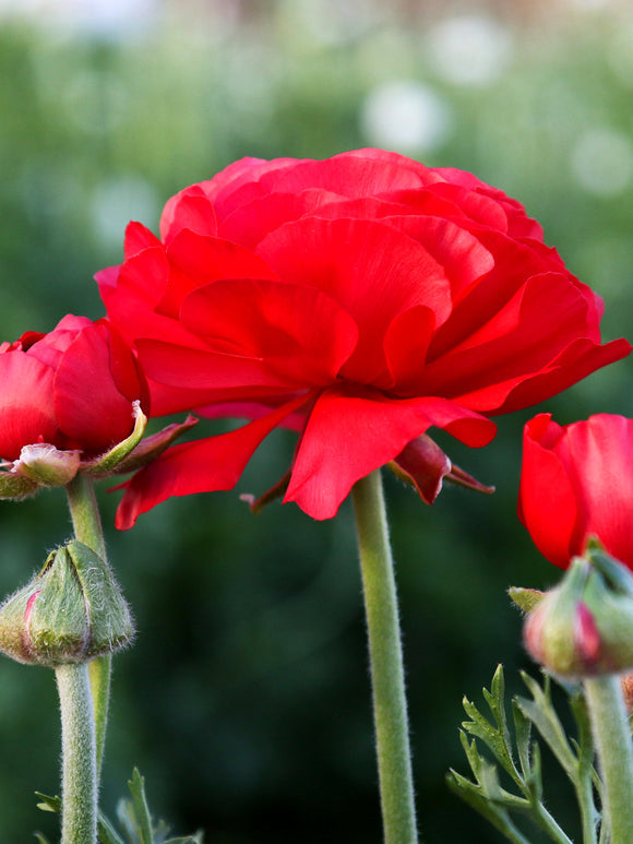 Red Ranunculus Corms Bulbs Persian Buttercup Growing Bonsai Roots Rhizomes Tubers Potted Planting Reblooming Fragrant Garden Species Blooms Flower Seeds Plant Gardening