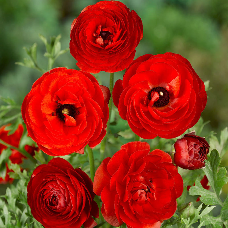 Red Ranunculus  Corms Bulbs Growing Bonsai Roots Rhizomes Tubers Potted Planting Reblooming Fragrant Garden Species Blooms Flower Seeds Plant Gardening