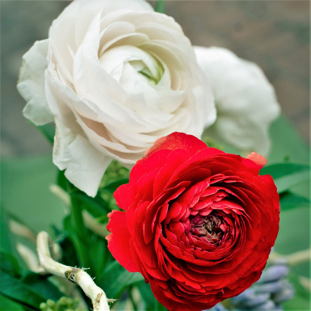 Romance Collection Ranunculus Corms Bulbs Persian Buttercup Growing Bonsai Roots Rhizomes Tubers Potted Planting Reblooming Fragrant Garden Species Blooms Flower Seeds Plant Gardening