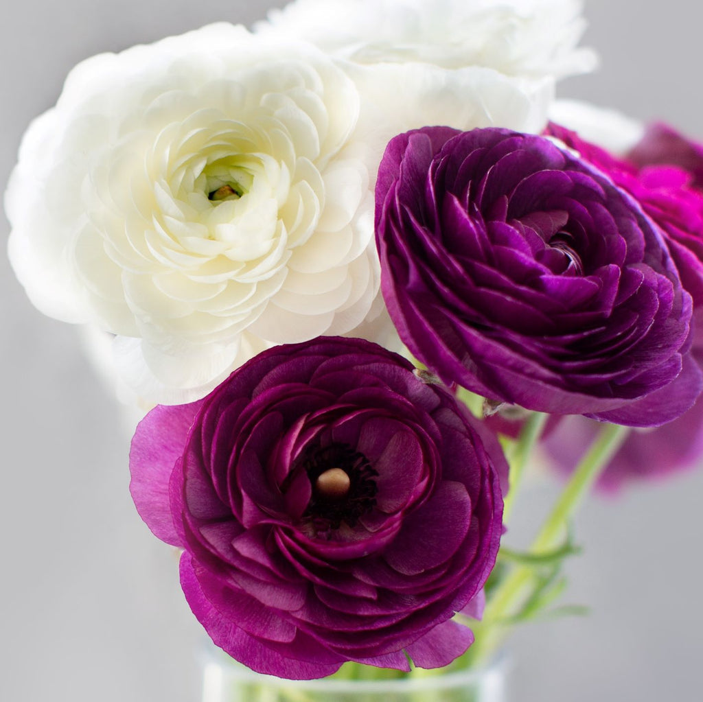 Royalty Collection Ranunculus Corms Bulbs Persian Buttercup Growing Bonsai Roots Rhizomes Tubers Potted Planting Reblooming Fragrant Garden Species Blooms Flower Seeds Plant Gardening