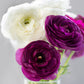 Royalty Collection Ranunculus Corms Bulbs Persian Buttercup Growing Bonsai Roots Rhizomes Tubers Potted Planting Reblooming Fragrant Garden Species Blooms Flower Seeds Plant Gardening