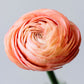 Ranunculus Salmon Corms Bulbs Growing Bonsai Roots Rhizomes Tubers Potted Planting Reblooming Fragrant Garden Species Blooms Flower Seeds Plant Gardening
