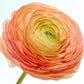 Ranunculus Salmon Corms Bulbs Growing Bonsai Roots Rhizomes Tubers Potted Planting Reblooming Fragrant Garden Species Blooms Flower Seeds Plant Gardening
