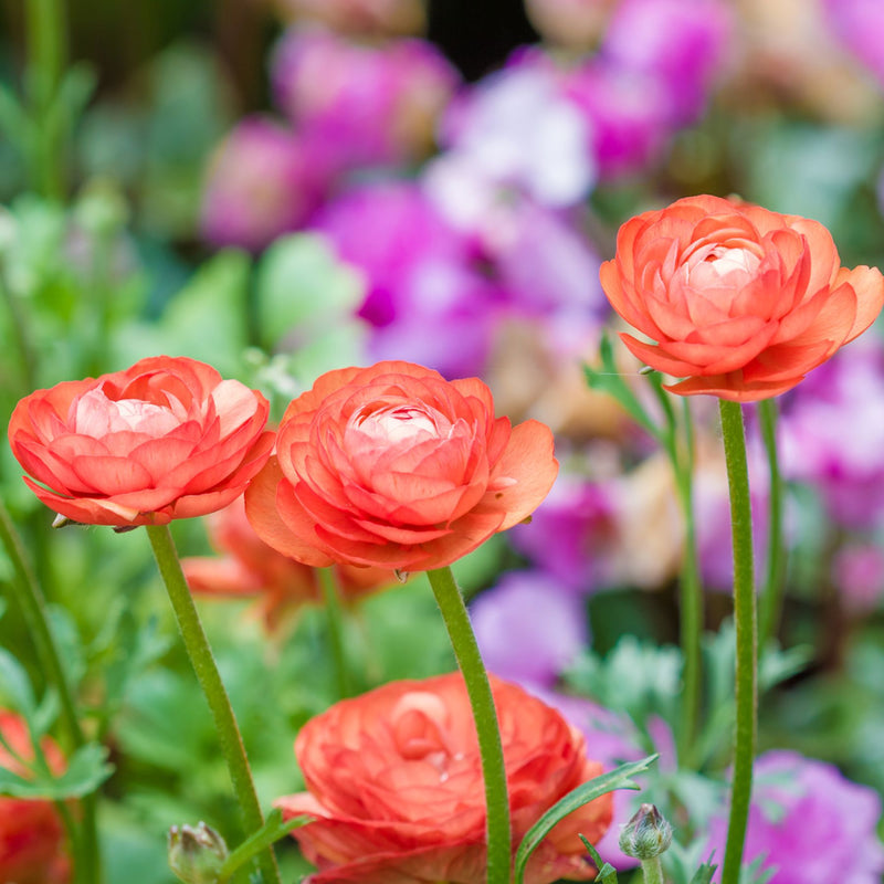 Salmon Ranunculus Corms Bulbs Persian Buttercup Growing Bonsai Roots Rhizomes Tubers Potted Planting Reblooming Fragrant Garden Species Blooms Flower Seeds Plant Gardening