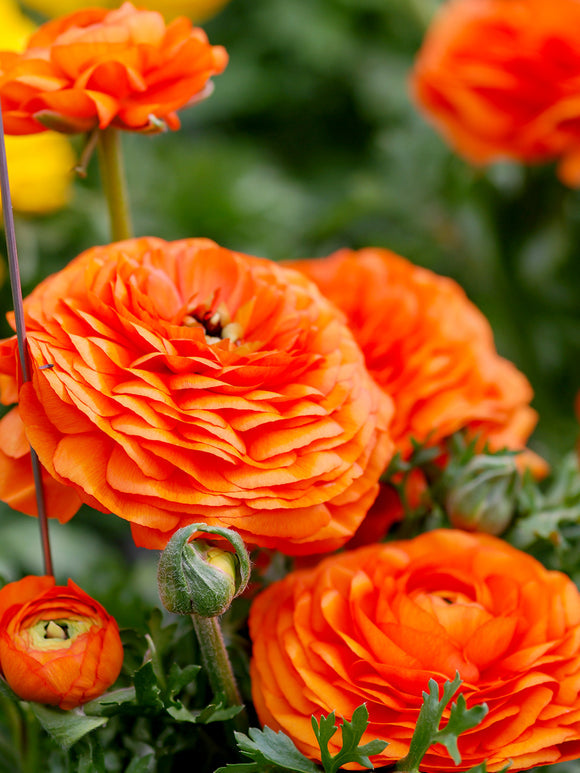 Sunset Ranunculus Corms Bulbs Persian Buttercup Growing Bonsai Roots Rhizomes Tubers Potted Planting Reblooming Fragrant Garden Species Blooms Flower Seeds Plant Gardening