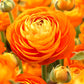 Sunset Ranunculus Corms Bulbs Persian Buttercup Growing Bonsai Roots Rhizomes Tubers Potted Planting Reblooming Fragrant Garden Species Blooms Flower Seeds Plant Gardening