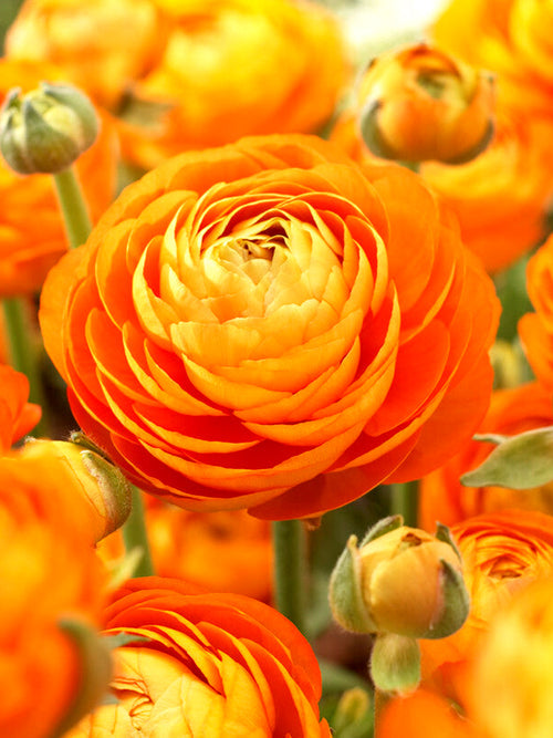 Sunset Ranunculus Corms Bulbs Persian Buttercup Growing Bonsai Roots Rhizomes Tubers Potted Planting Reblooming Fragrant Garden Species Blooms Flower Seeds Plant Gardening