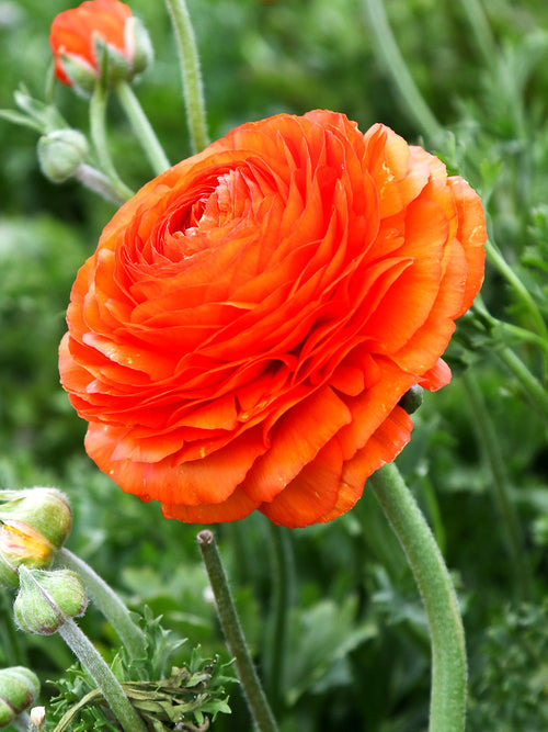 Sunset Ranunculus Corms Bulbs Persian Buttercup Growing Bonsai Roots Rhizomes Tubers Potted Planting Reblooming Fragrant Garden Species Blooms Flower Seeds Plant Gardening
