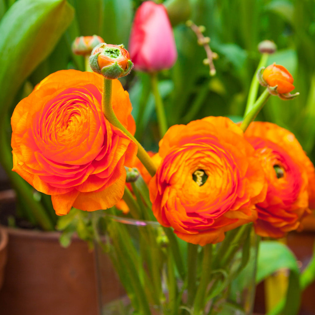 Sunset Ranunculus  Corms Bulbs Growing Bonsai Roots Rhizomes Tubers Potted Planting Reblooming Fragrant Garden Species Blooms Flower Seeds Plant Gardening